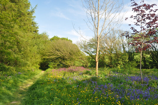 Wildflowers at Ladock Woods