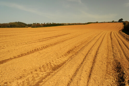 Fields near Ladock