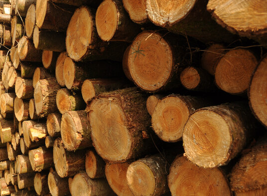 Log Pile in Ladock Woods