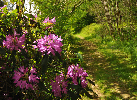 Rhododendrons near Ladock