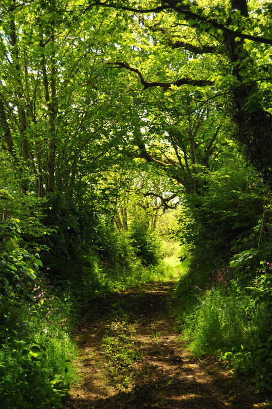 Bridleway near Trendeal