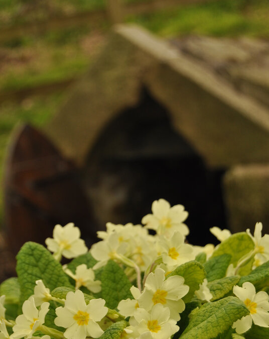 Primroses at Ladock Holy Well