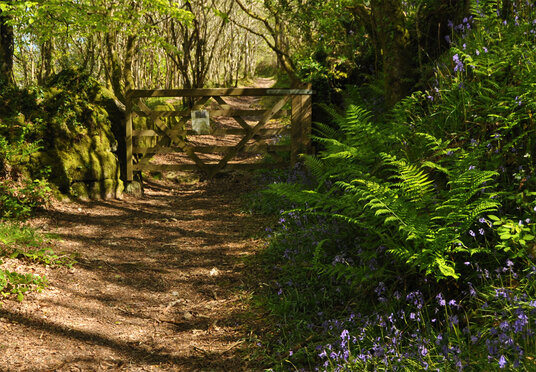 Gate in Lamphill Woods