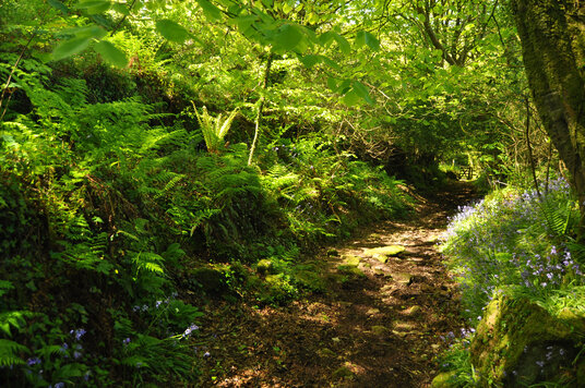 Path though Lamphill Woods