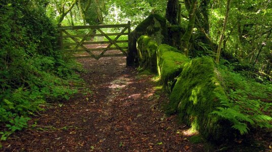 Gate out of Lamphill Woods