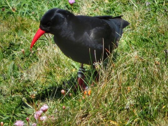 Chough at Land's End