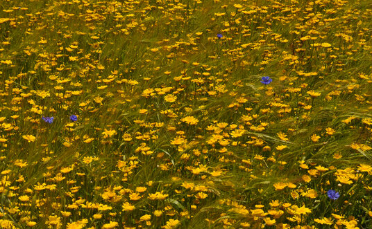 Flowers in the fields on the way back