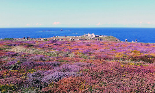 Heather at Land's End