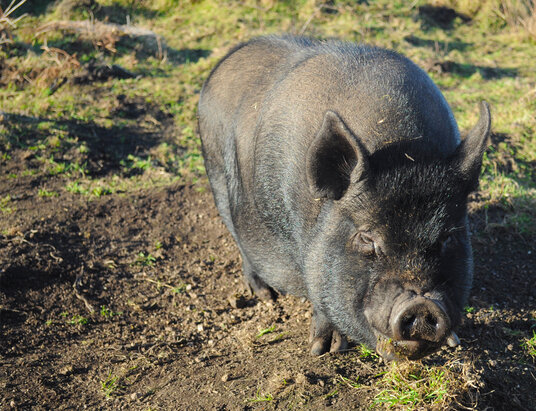 Pig at Greeb Farm