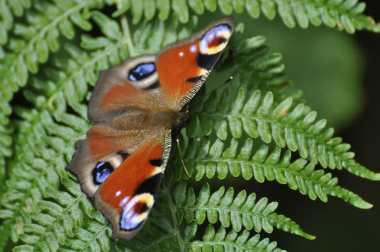 Peacock butterfly beside the track to St Columb