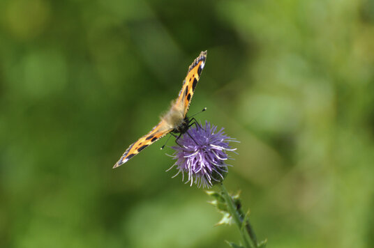 Butterfly in the meadow