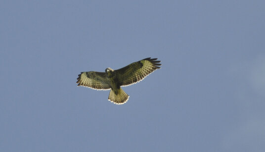 Buzzard above the valley