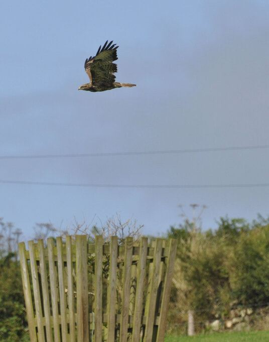 Buzzard gliding over the fields