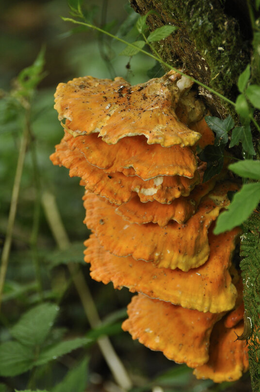 Fungus on the trees beside the path