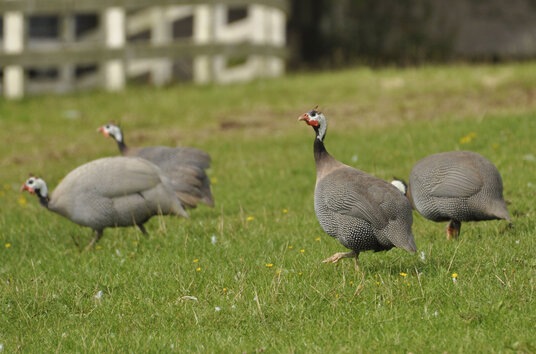 Guineafowl at Trenoweth