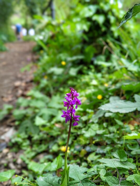 Orchid beside the footpath