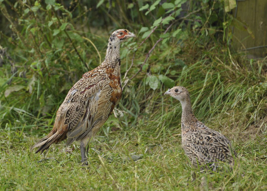 Young pheasants beside the footpath