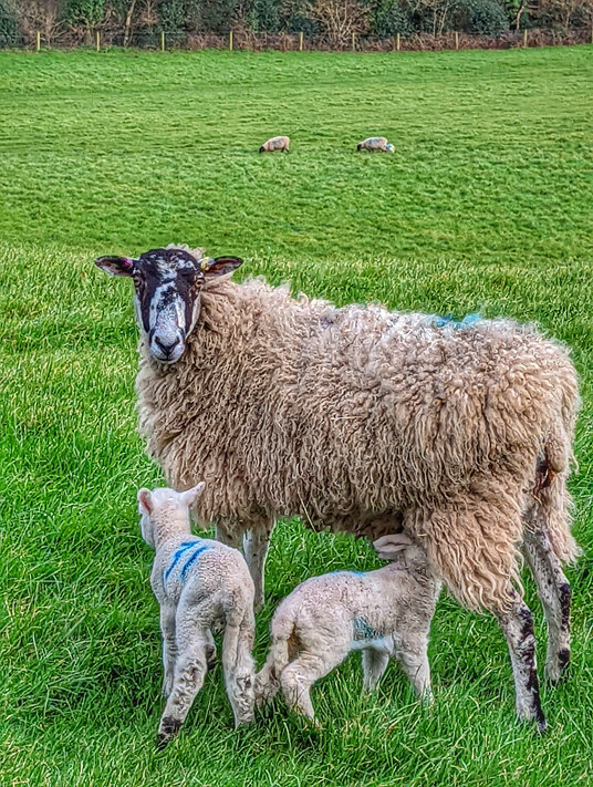 Sheep in the Vale of Lanherne