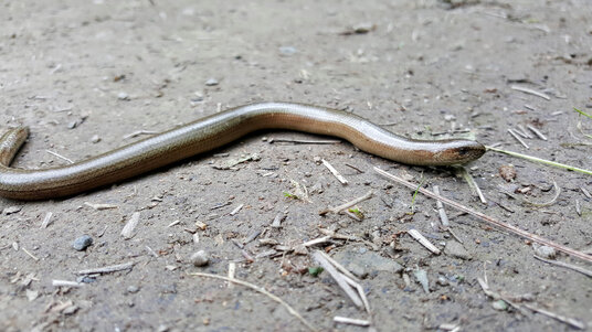 Slow worm