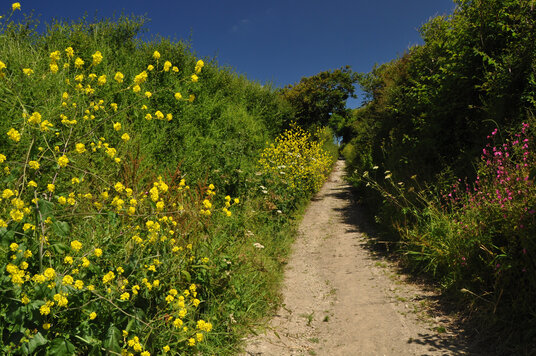Track to Gluvian Farm