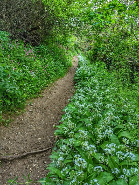 Wild garlic in the woods
