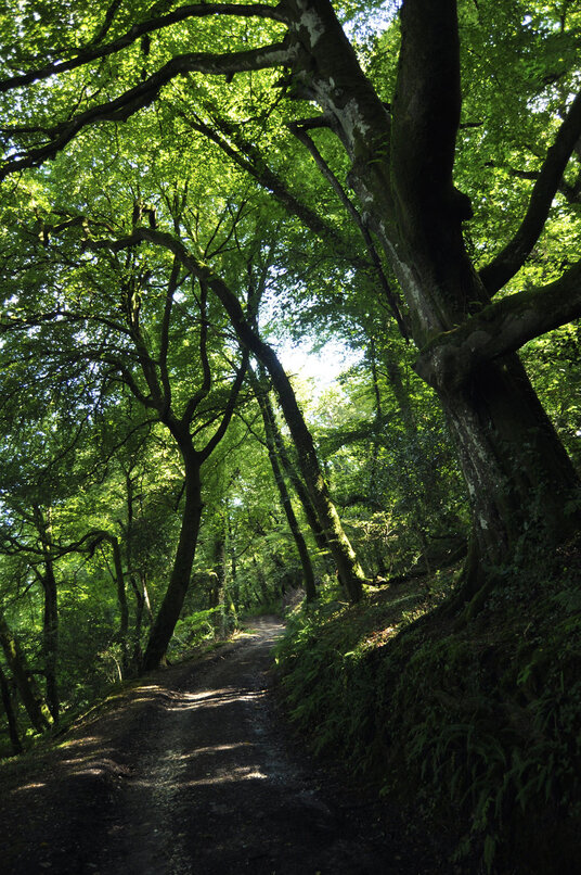Path above Lawry's Mill