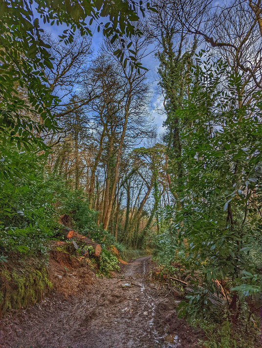 Carnanton Woods