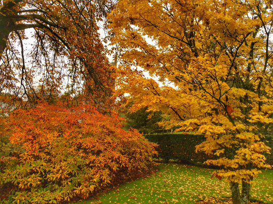Autumn colours in Lanhydrock Gardens