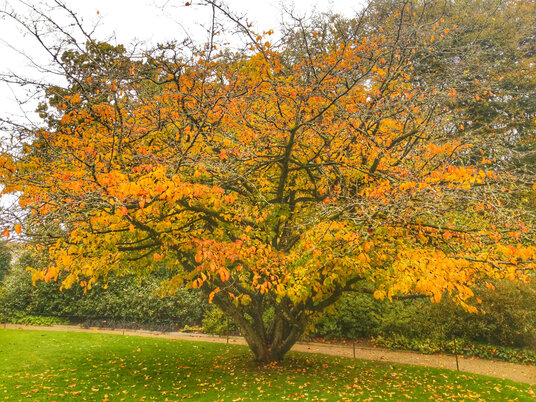 Autumn colours in Lanhydrock Gardens