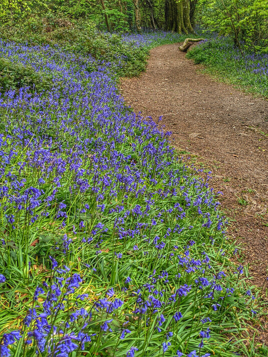 Bluebells at Lanhydrock