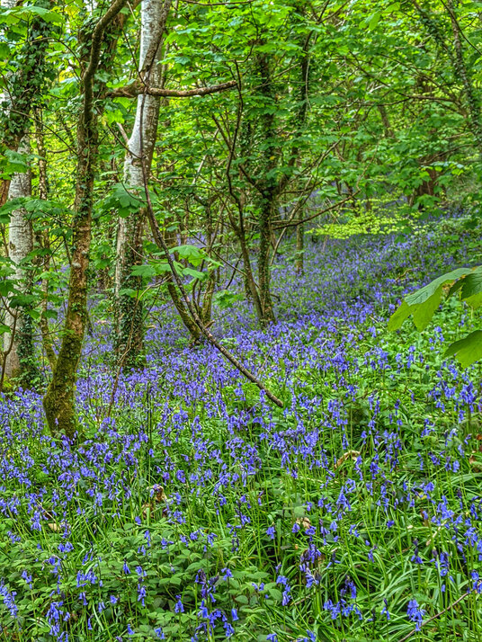 Bluebells at Lanhydrock