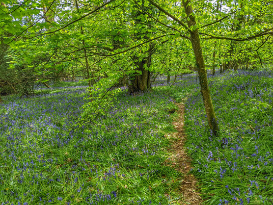 Bluebells at Lanhydrock