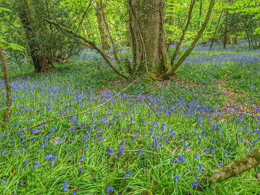 Bluebells at Lanhydrock
