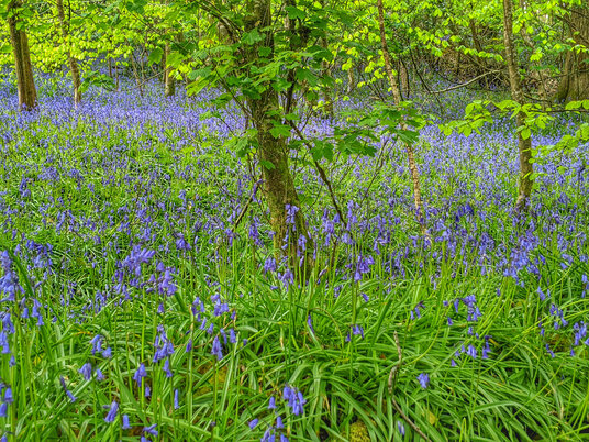 Bluebells at Lanhydrock