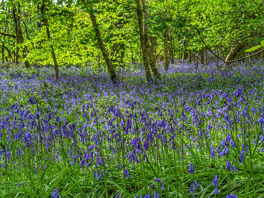 Bluebells at Lanhydrock