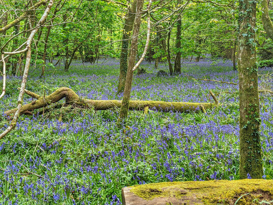Bluebells at Lanhydrock