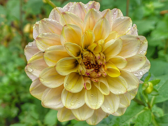 Dahlia in Lanhydrock Gardens
