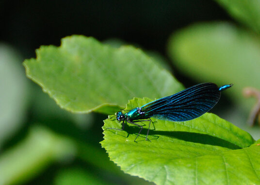Damselfly in the wood