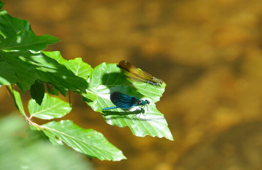 Damselflies by the river