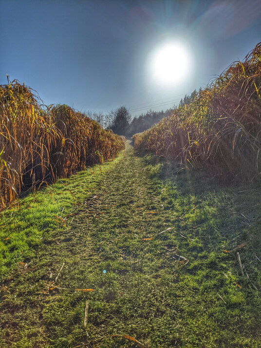Elephant grass near Lanhydrock