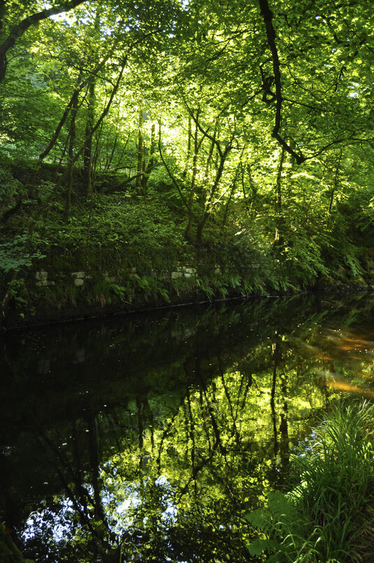 Reflections on the River Fowey
