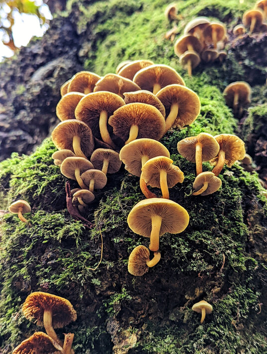 Fungi at Lanhydrock