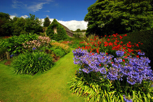 Flowers in Lanhydrock gardens