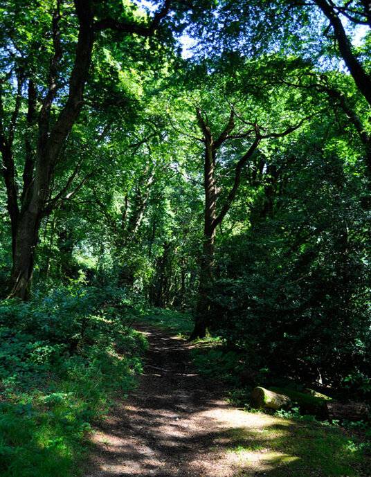 Lanhydrock Great Wood