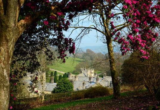 Early flowering at Lanhydrock