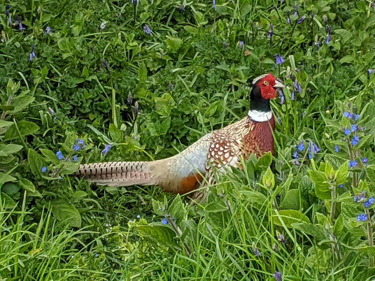 Pheasant at Lanhydrock