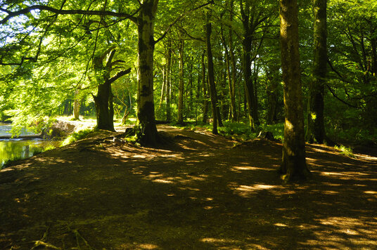 Riverside path at Lanhydrock