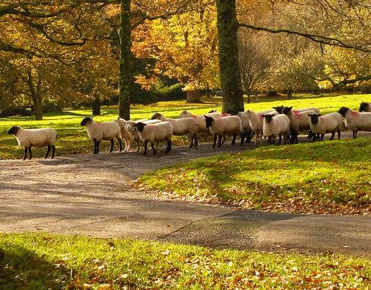 Sheep at Lanhydrock