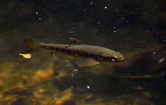 Brown Trout in the River Fowey