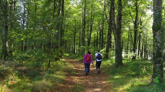 Path through the Great Wood